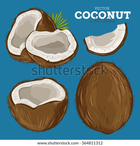 Coconut isolated closeup vector illustration