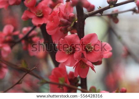 Beautiful Pink flower with raindrops on black background