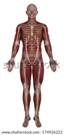 Male Full Skeleton Side Rear View Stock Illustration 75786175