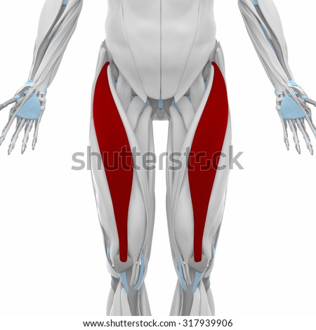 Rectus Femoris Stock Photos, Images, & Pictures | Shutterstock