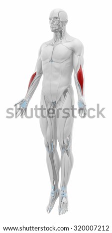 Brachioradialis Stock Images, Royalty-Free Images & Vectors | Shutterstock