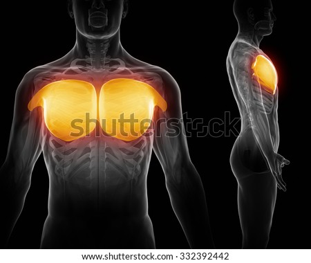 Pectoralis Major Stock Images, Royalty-Free Images & Vectors | Shutterstock