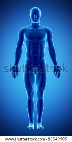 Male Anatomical Position Xray View Stock Illustration 83549905