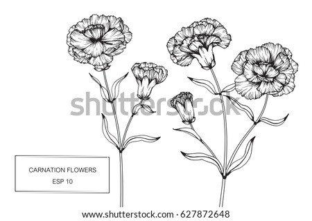 Carnation Flowers Drawing Sketch Lineart On Stock Vector 627872648