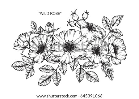 wild rose flowers drawing sketch lineart stock vector wild rose flowers drawing sketch lineart stock vector