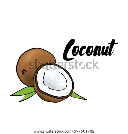 Beautiful coconut. Vector illustration. Tropical fruits.