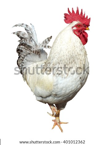 Barnyard Stock Images, Royalty-Free Images & Vectors | Shutterstock