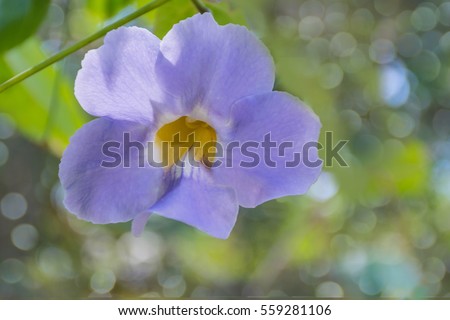 Acanthaceae Stock Images Royalty-Free Images Vectors Shutterstock Acanthaceae Stock Images Royalty-Free Images Vectors Shutterstock