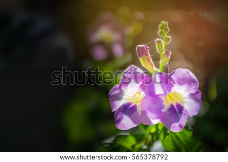 Acanthaceae Stock Images Royalty-Free Images Vectors Shutterstock