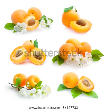 apricots collection