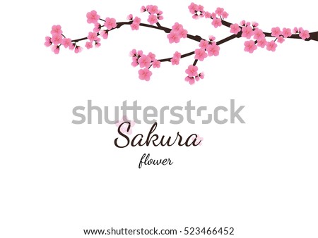 Cherry blossom flowers background. Sakura pink flowers background.