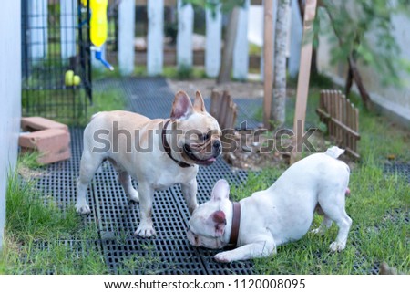 Cute Baby French Bulldog Pet Playing Stock Photo Royalty Free