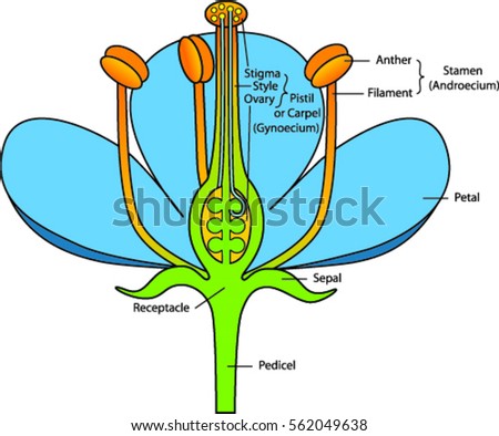 Cross Section Flower Flower Sturcture Explanation Stock Vector ...