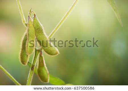 Soybean Plants in Field