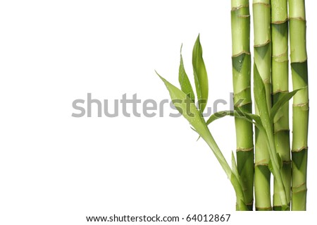 Young Green Bamboo Original Watercolor Painting Stock Illustration ...