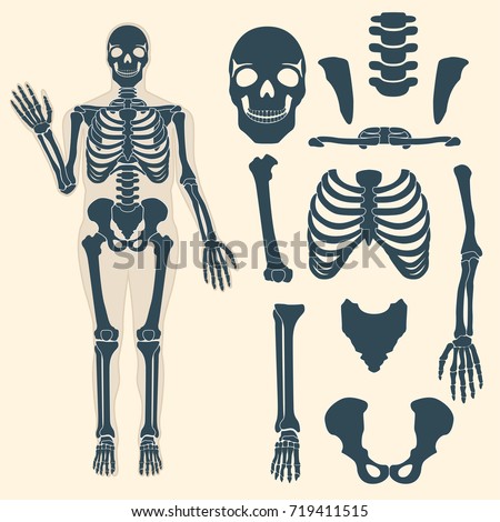 Human Skeleton Different Parts Anatomy Human Stock Vector 719411515 ...