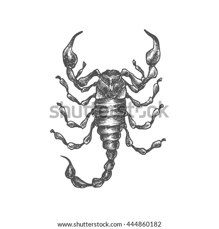 Hand Drawn Vector Scorpion Isolated Vector Stock Vector 444860182