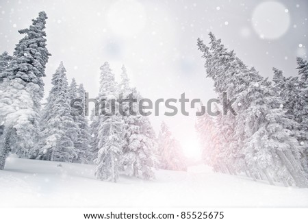 Winter landscape with snow