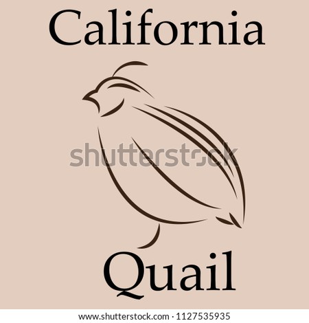 California Quail Icon Vector Illustrator Stock 1127535935 California Quail Icon Vector Illustrator Stock 1127535935