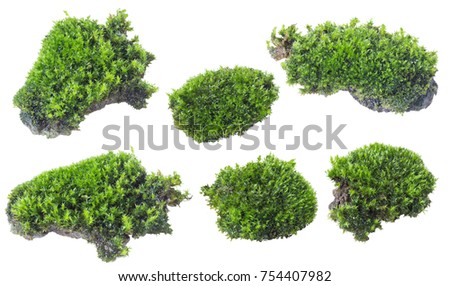 Top View Tree Collection Isolate On Stock Illustration 504468322 ...