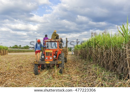TAY NINH, VIETNAM - NOV 25, 2014:Sugar cane harvest in Tay Ninh, Vietnam