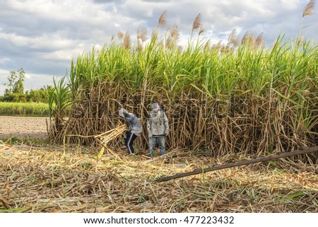 TAY NINH, VIETNAM - NOV 25, 2014: Workers havesting sugar cane on field at Tay Ninh, Vietnam.