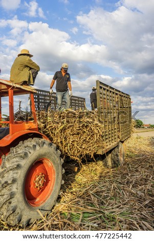 TAY NINH, VIETNAM - NOV 25, 2014:Sugar cane harvest in Tay Ninh, Vietnam