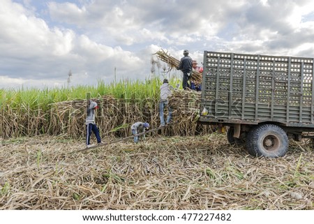 TAY NINH, VIETNAM - NOV 25, 2014: Workers havesting sugar cane on field at Tay Ninh, Vietnam.