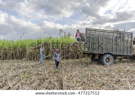 TAY NINH, VIETNAM - NOV 25, 2014: Workers havesting sugar cane on field at Tay Ninh, Vietnam.