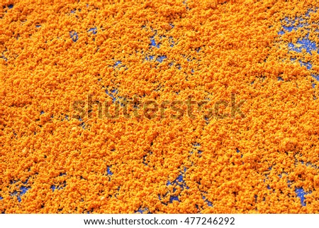 Tay Ninh chili shrimp salt (muoi tom), Vietnamese cuisine. Tay Ninh is famous for wholesale shrimp salt in Vietnam. This kind of salt is made of dried shrimp, then mixed with chili. It is quite spicy.