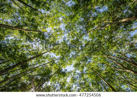 Top of rubber tree and rubber leaf and rubber plantation tree background at Tay Ninh, Vietnam.