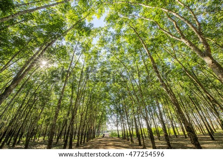 Top of rubber tree and rubber leaf and rubber plantation tree background at Tay Ninh, Vietnam.