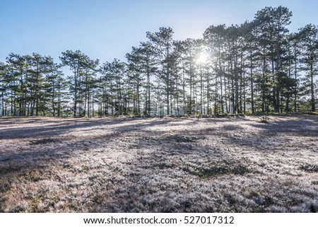 November, pink grass at Suoi Vang lake, Da Lat, Vietnam.