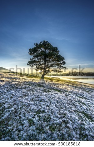 November, pink grass at Suoi Vang lake, Da Lat, Vietnam.