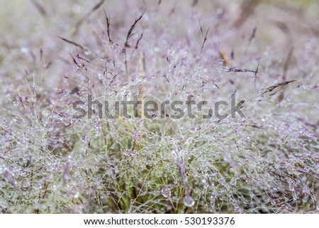 November, pink grass at Suoi Vang lake, Da Lat, Vietnam. ( macro )