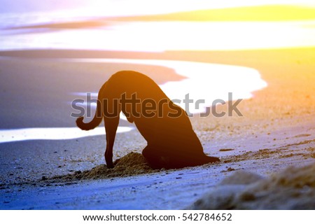 stock-photo-dog-buried-head-in-the-sand-with-sunlight-effect-at-the-beach-on-morning-time-542784652.jpg