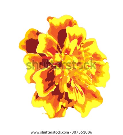 Marigold Flower Vector Isolated Image เวกเตอร์สต็อก 347439611