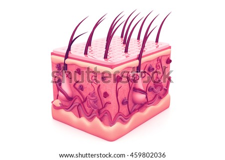 Skin Layers Consist Two Layers Superficial Stock Illustration 163268234 ...