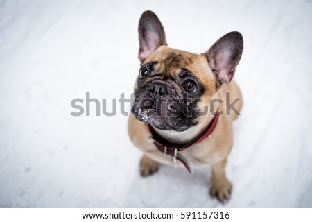 Bulldog Stock Photos, Royalty-Free Images & Vectors - Shutterstock