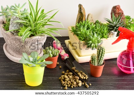 Room Flowers Room Flowers Pot Stock Photo 435015094 - Shutterstock