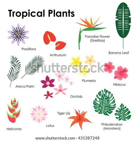 Vector Illustration Tropical Plants Pictures Names Stock Vector