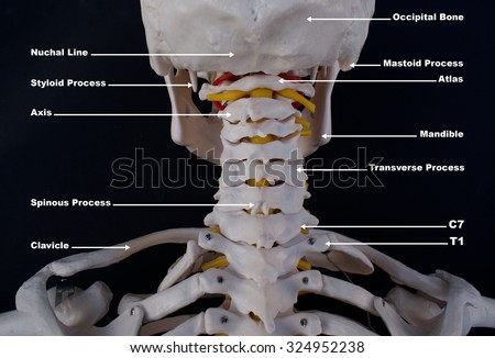 Cervical Vertebrae Labelled Stock Photo 324952238 - Shutterstock