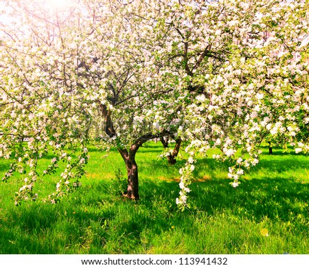 apple tree in blossom