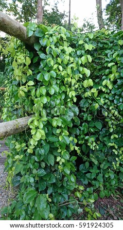  Cats  Claw  Ivy  Invader Banks Watercourses Stock Photo 