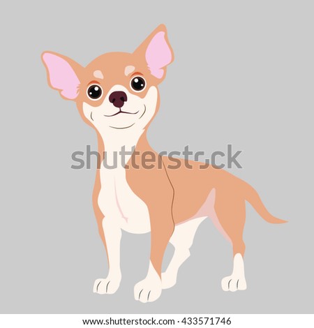 Chihuahua Stock Photos, Royalty-Free Images & Vectors - Shutterstock