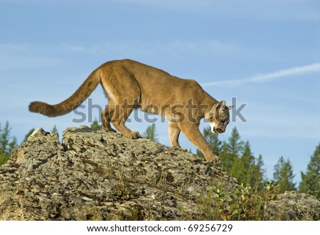 Mountain Lion (felis concolor or puma concolor) walks along a mountain ridge.
