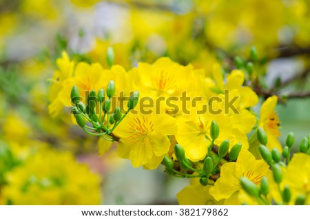Macro a ochna integerrima integerrima branch, the flowers of traditional Vietnamese new year