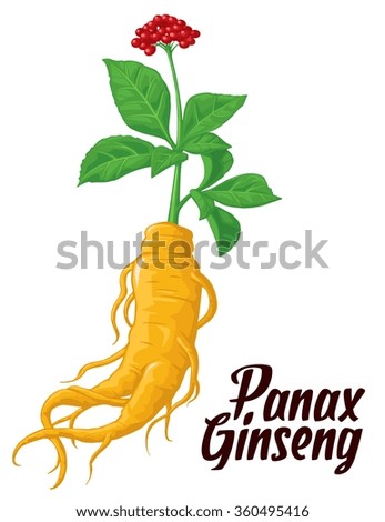 Root and leaves panax ginseng. Vector colorful flat illustration of medicinal plants. Biological additives are. Healthy lifestyle. For traditional medicine, gardening.