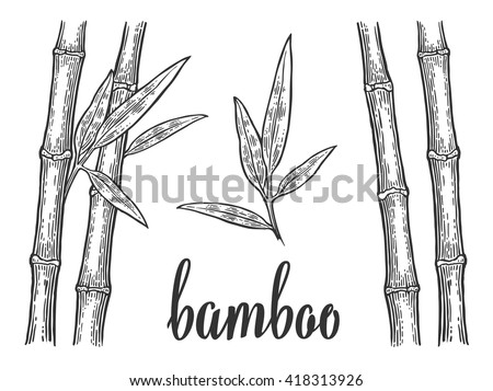 Bamboo trees with leaf white silhouettes and black outline. Hand drawn design element. Vintage vector engraving illustration for logotype, poster, web. Isolated on background.