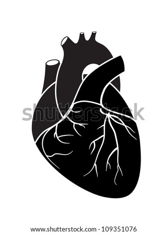 Heart Organ Stock Photos, Images, & Pictures | Shutterstock